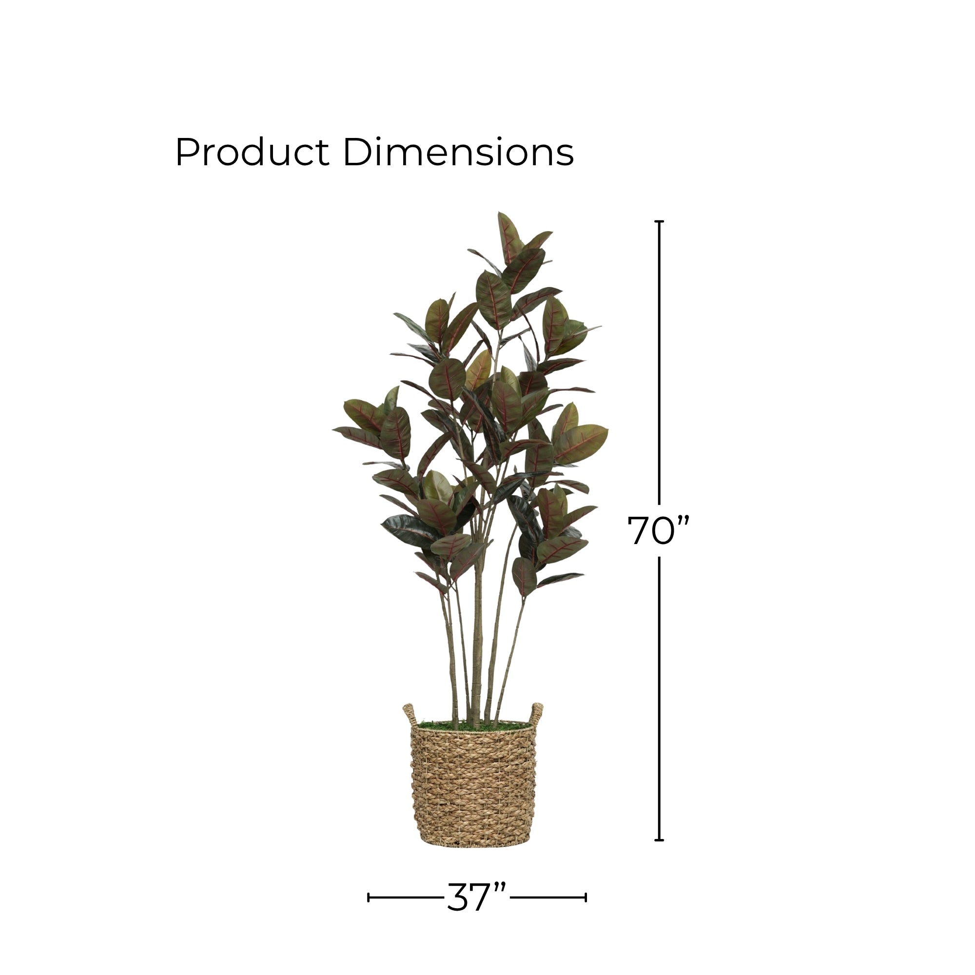 70" Rubber Tree in Natural Seagrass Basket