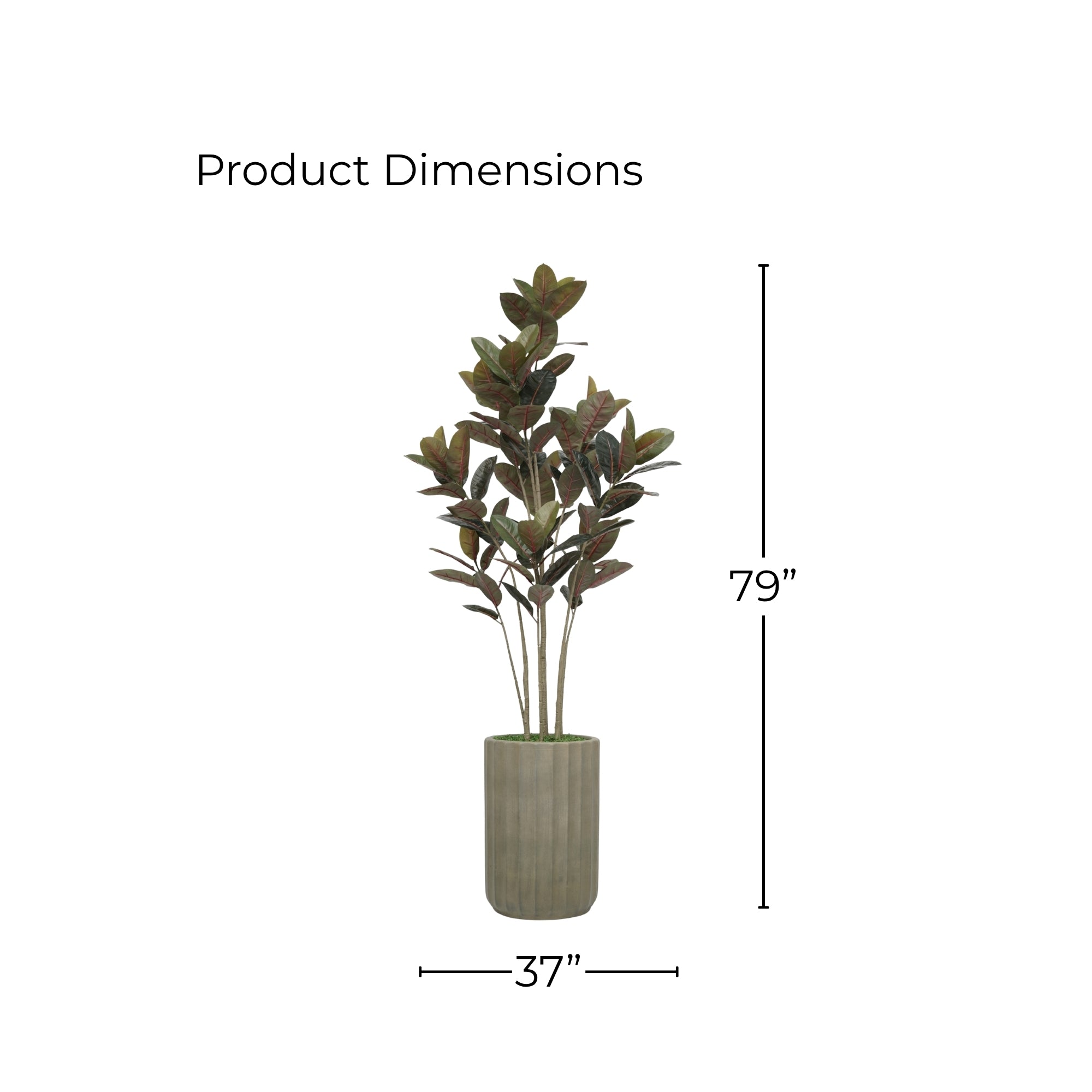 79" Rubber Tree in Cement Gray Ceramic