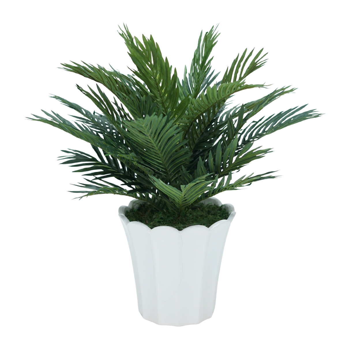 26" Parlor Palm in Glossy White Ceramic