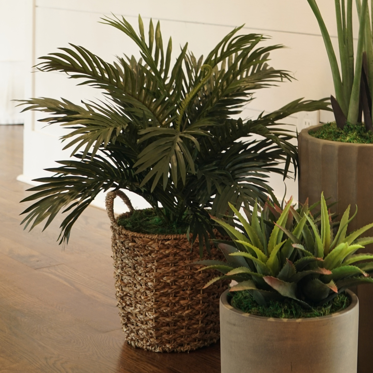 26" Parlor Palm in Natural Seagrass Basket