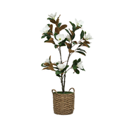 56" Magnolia Tree in Natural Seagrass Basket