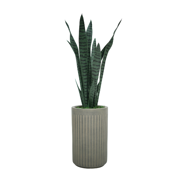 36" Sansevieria in Cement Gray Ceramic