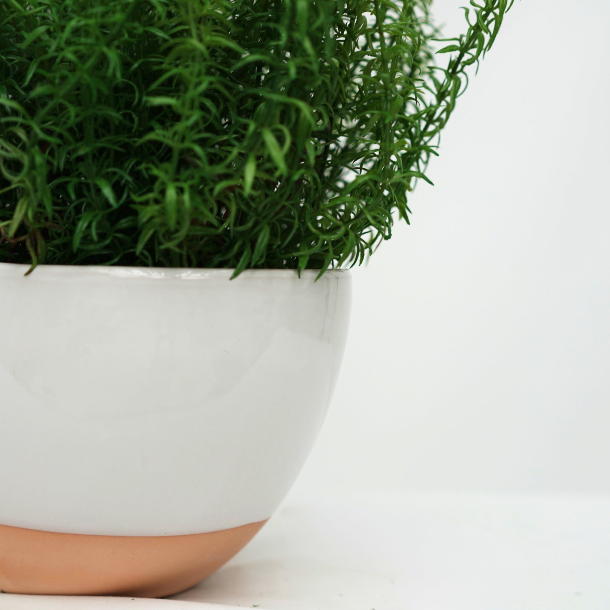 17" Rosemary in Glossy White Ceramic
