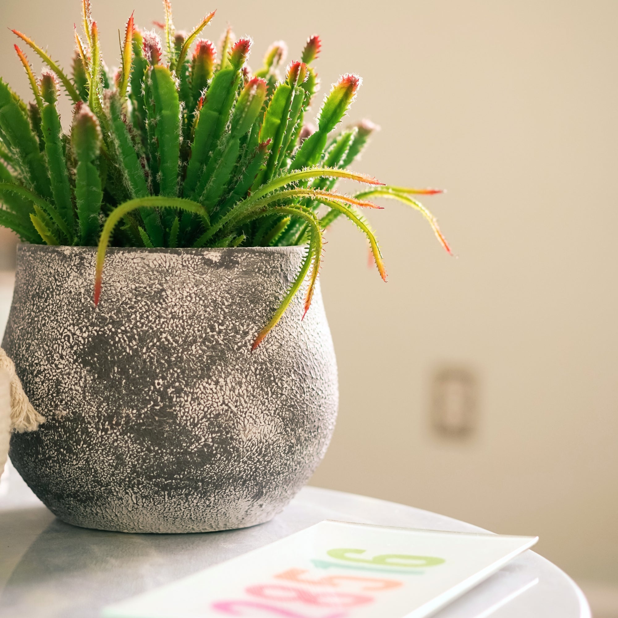 12" Succulent in Cement Gray Ceramic