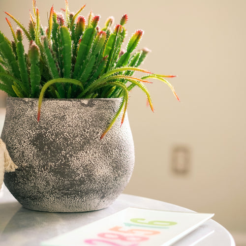 12" Succulent in Cement Gray Ceramic