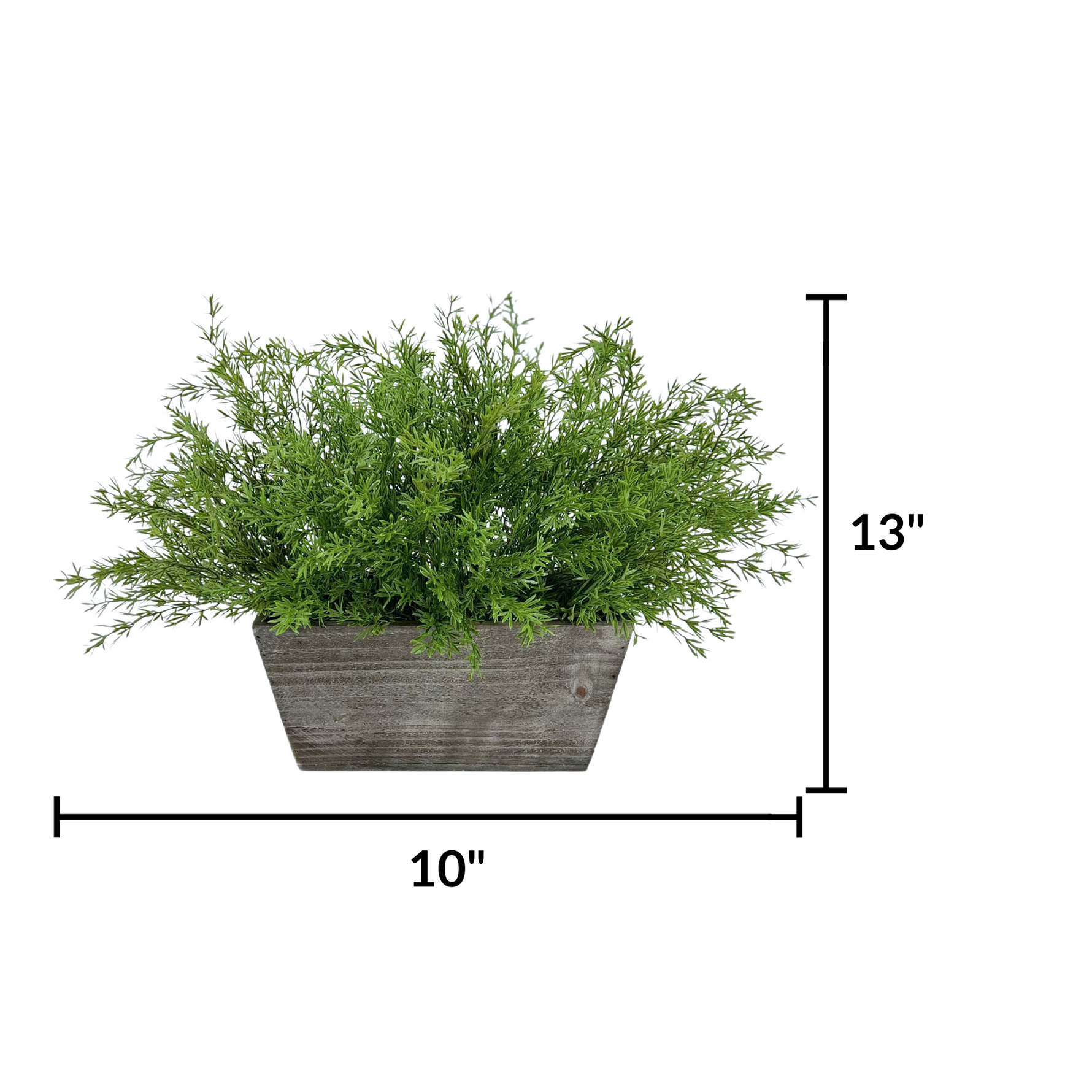 Faux asparagus fern in gray wash wood mini ledge against a white background, featuring measurements, by House of Silk Flowers.