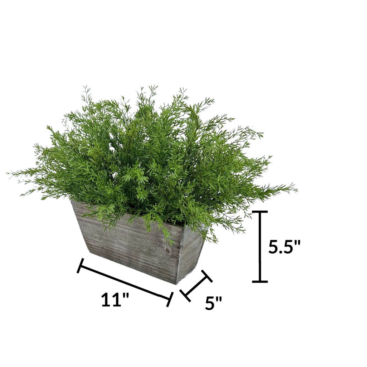 Faux asparagus fern in gray wash wood mini ledge against a white background, featuring container measurements, by House of Silk Flowers.