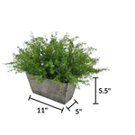 Faux asparagus fern in gray wash wood mini ledge against a white background, featuring container measurements, by House of Silk Flowers.