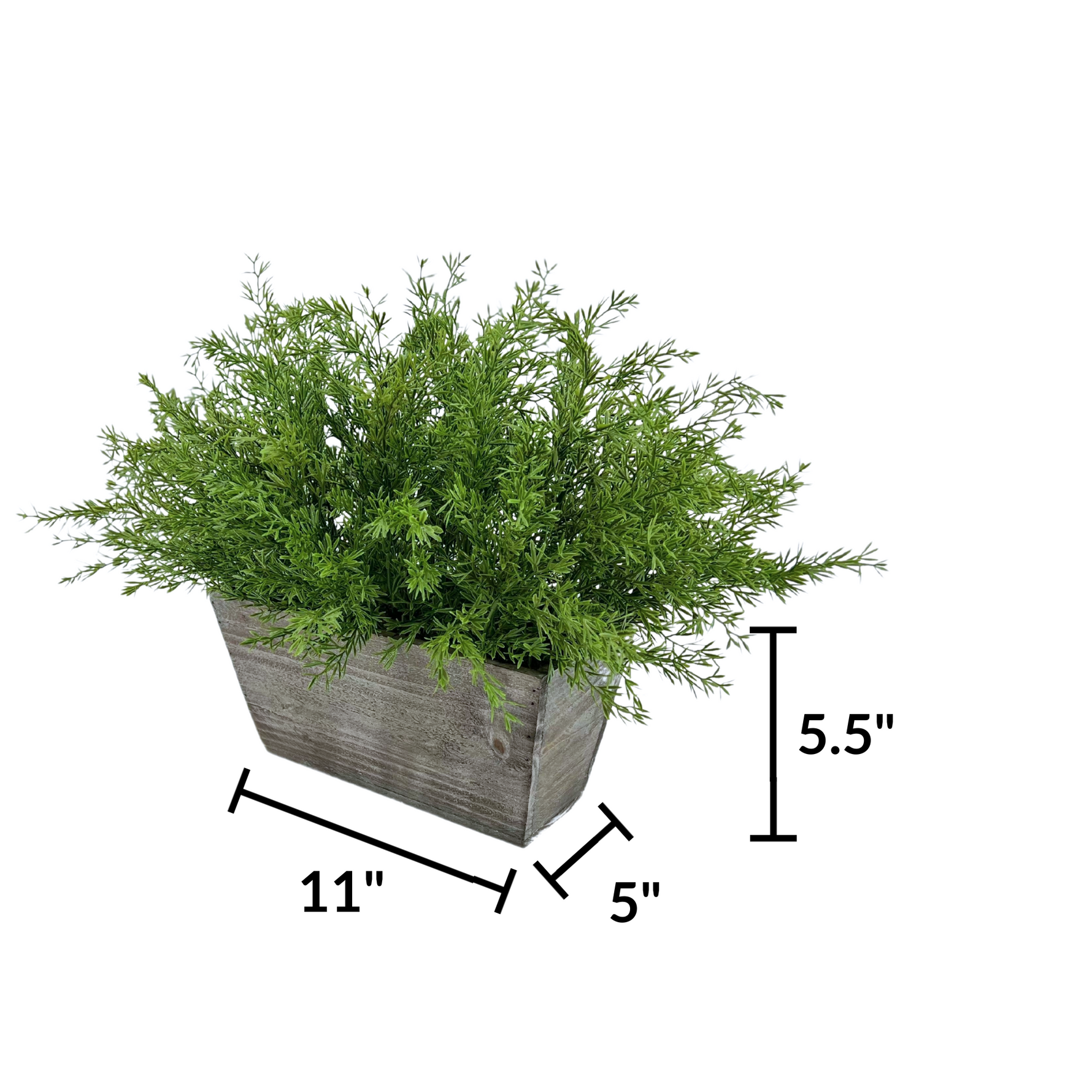 Faux asparagus fern in gray wash wood mini ledge against a white background, featuring container measurements, by House of Silk Flowers.