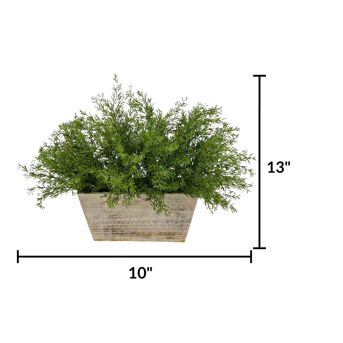 Faux asparagus fern in white wash wood mini ledge against a white background, featuring measurements, by House of Silk Flowers.