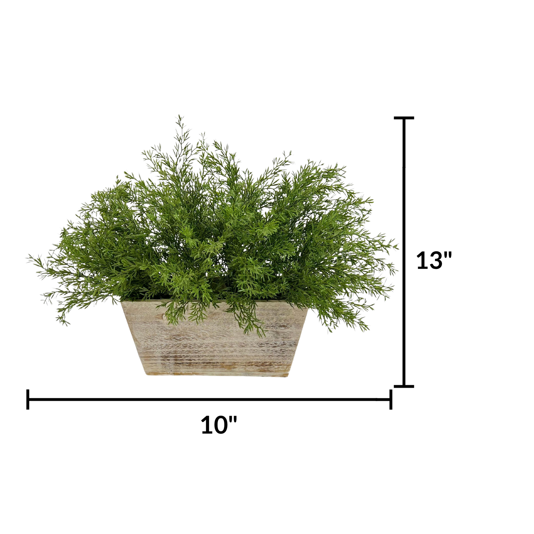 Faux asparagus fern in white wash wood mini ledge against a white background, featuring measurements, by House of Silk Flowers.