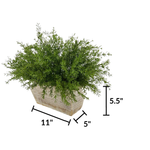 Faux asparagus fern in white wash wood mini ledge against a white background, featuring container measurements, by House of Silk Flowers.