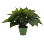 Large faux Green Caladium in green nursery pot, against white background.