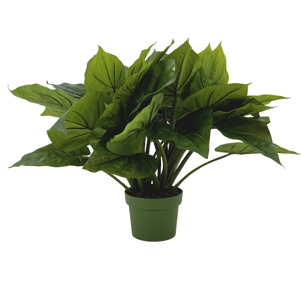 Medium faux Green Caladium in green nursery pot, against white background.