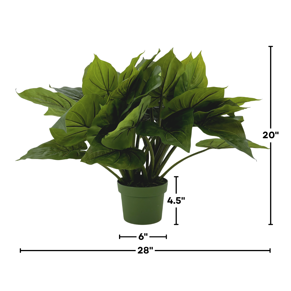 Medium faux Green Caladium in green nursery pot, featuring measurements, against white background.