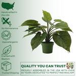 Faux Green Caladium in green nursery pot, showing quality assurances on left hand side, on a green-white gradient background.