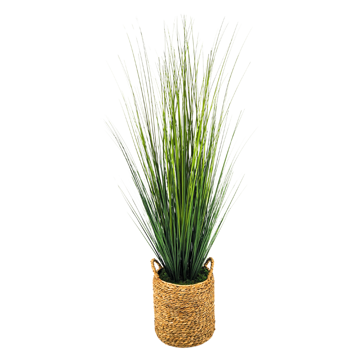 Potted plant with long green leaves in a woven basket on a white background