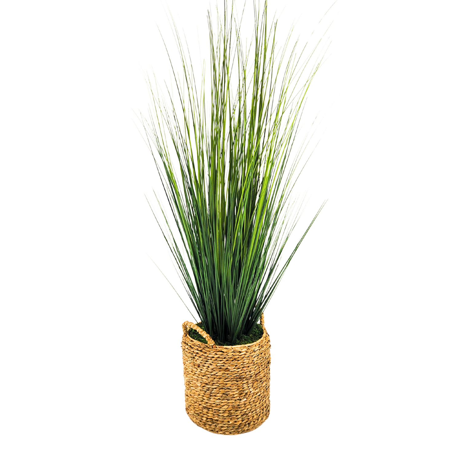 Potted plant with long green leaves in a woven basket on a white background