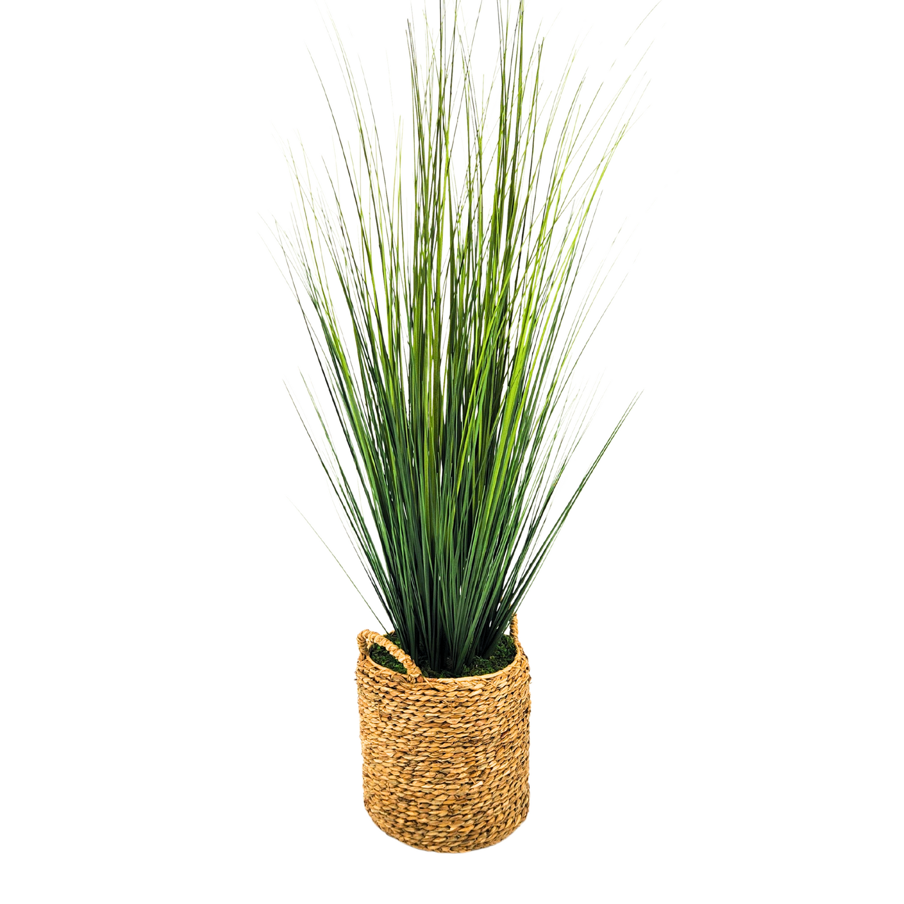 Potted plant with long green leaves in a woven basket on a white background