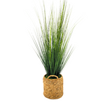 Potted plant with long green leaves in a woven basket on a white background