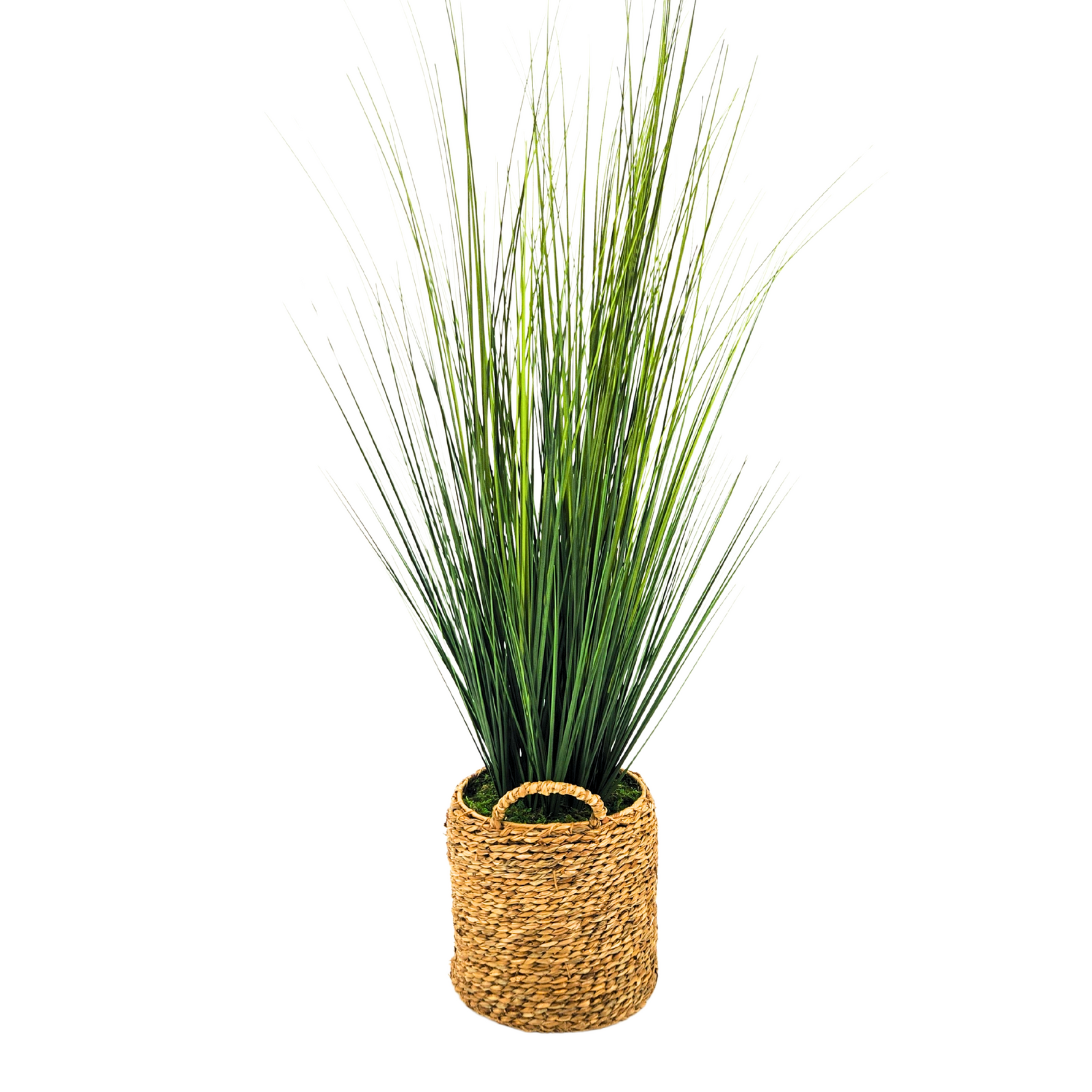 Potted plant with long green leaves in a woven basket on a white background