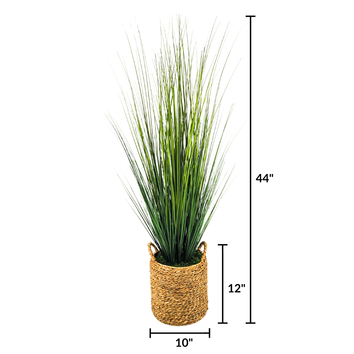 Potted plant with long green leaves in a woven basket on a white background with height markings