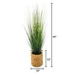 Potted plant with long green leaves in a woven basket on a white background with height markings