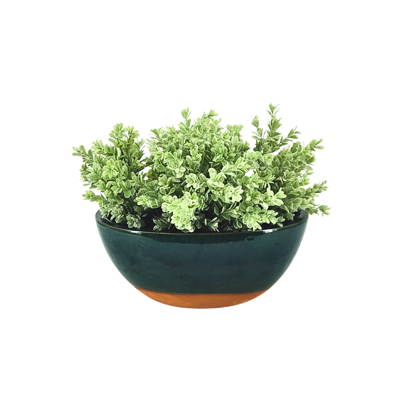 Green potted plant in a dark green pot with a brown base on a white background