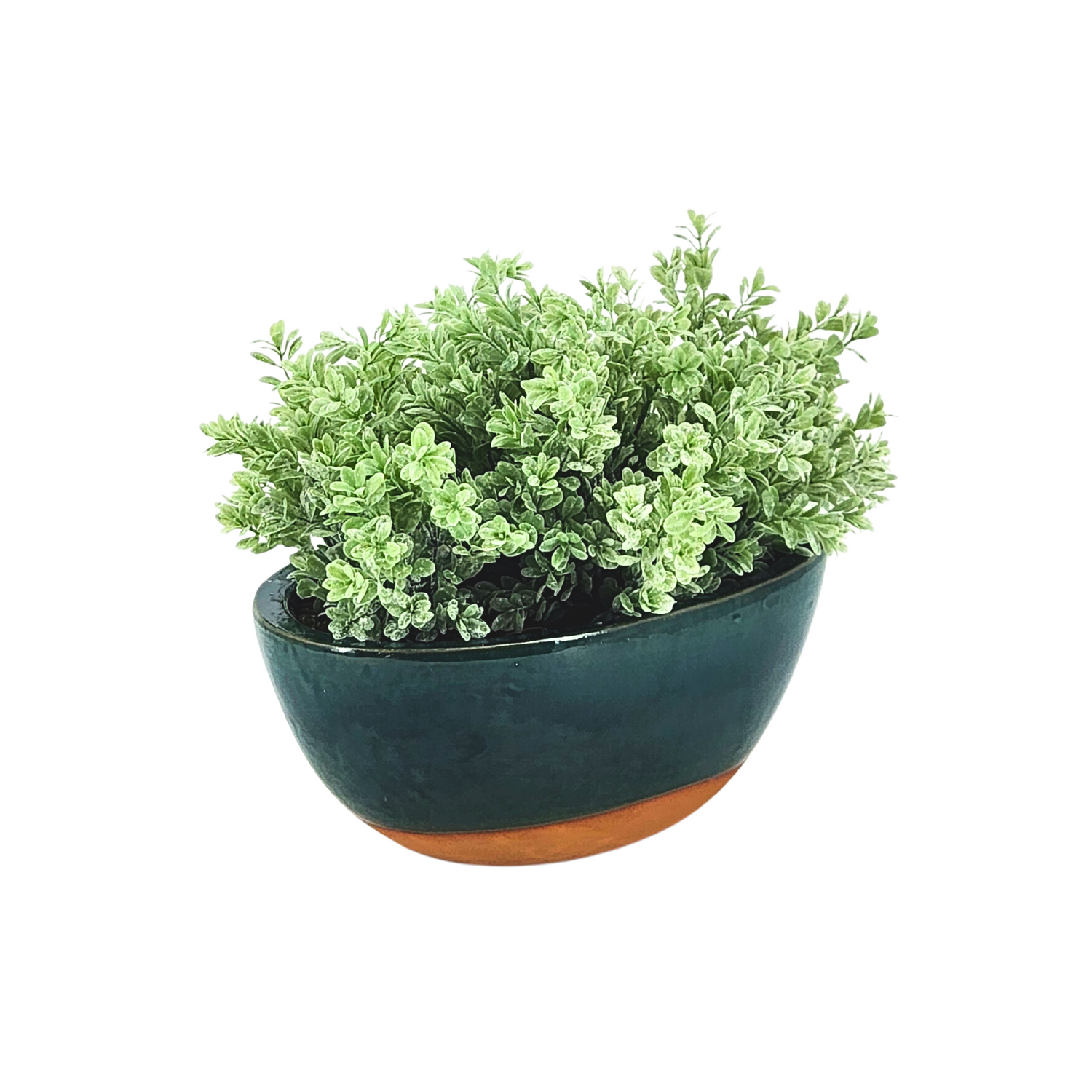 Green potted plant in a dark green pot with a brown base on a white background