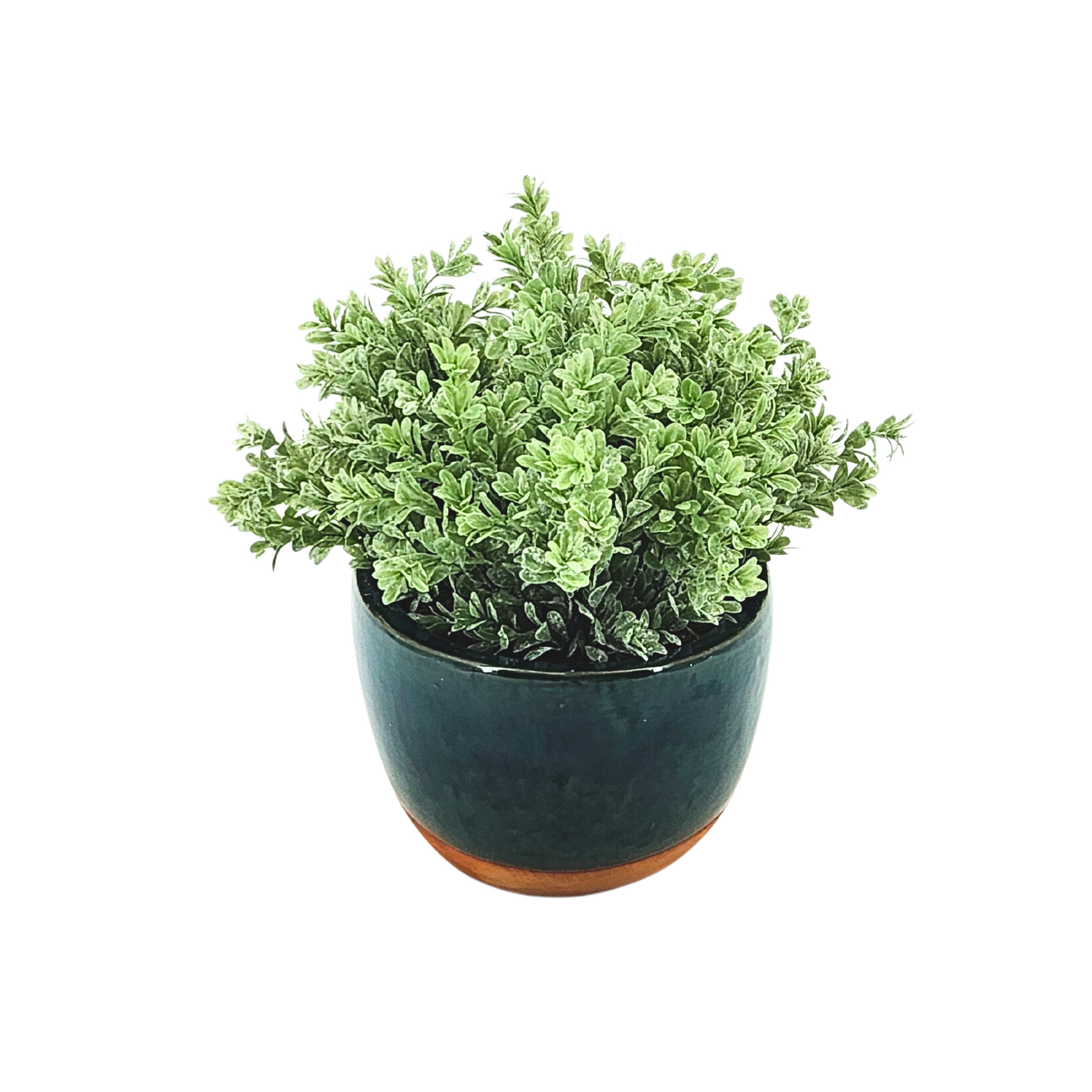 Green potted plant on a white background