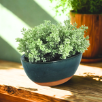 Green potted plant in a blue pot on a wooden surface