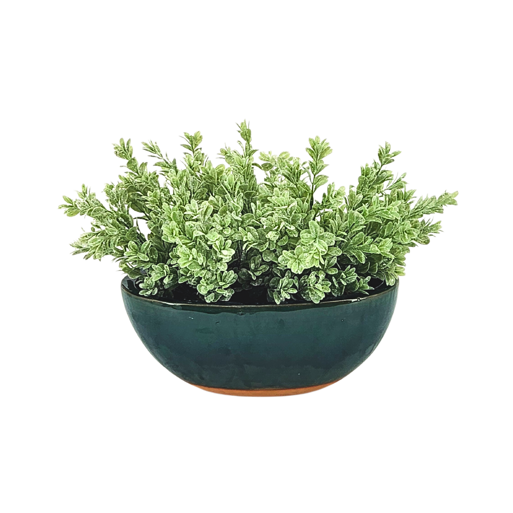 Hanging basket with yellow flowers and green leaves on a white background