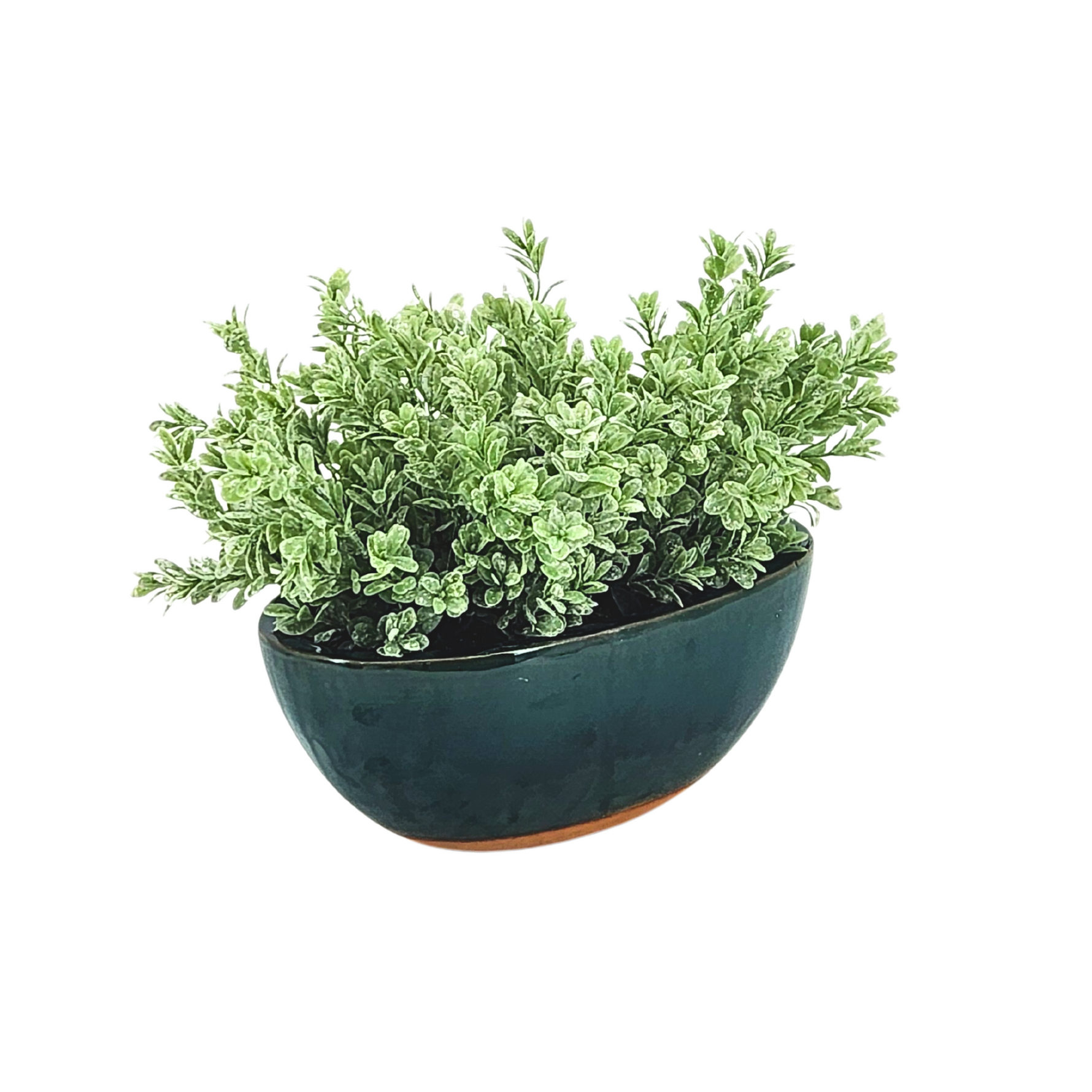Green potted plant in a dark green pot on a white background
