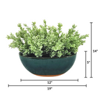 Green potted plant with dimensions labeled on a white background