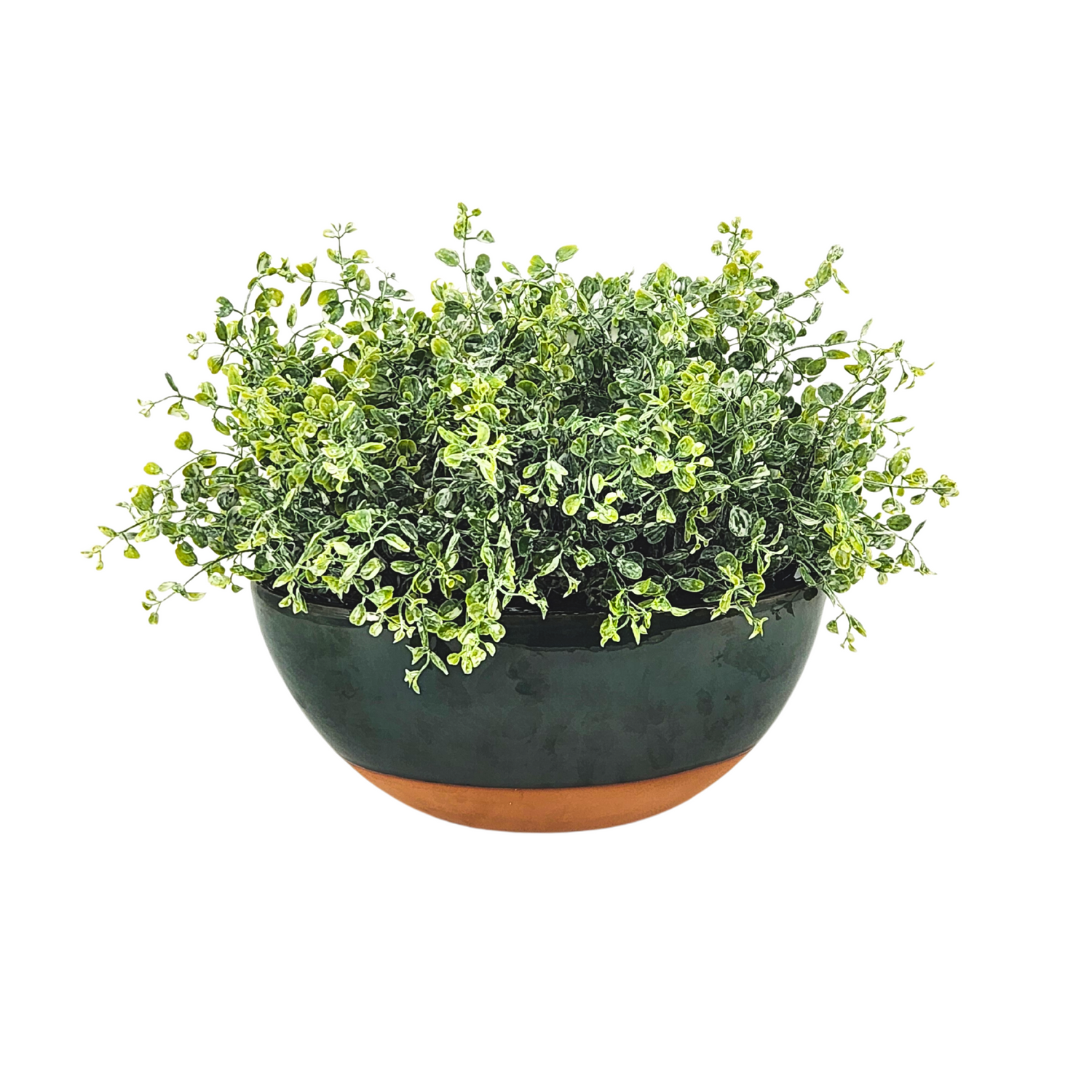 Green potted plant in a black pot on a white background