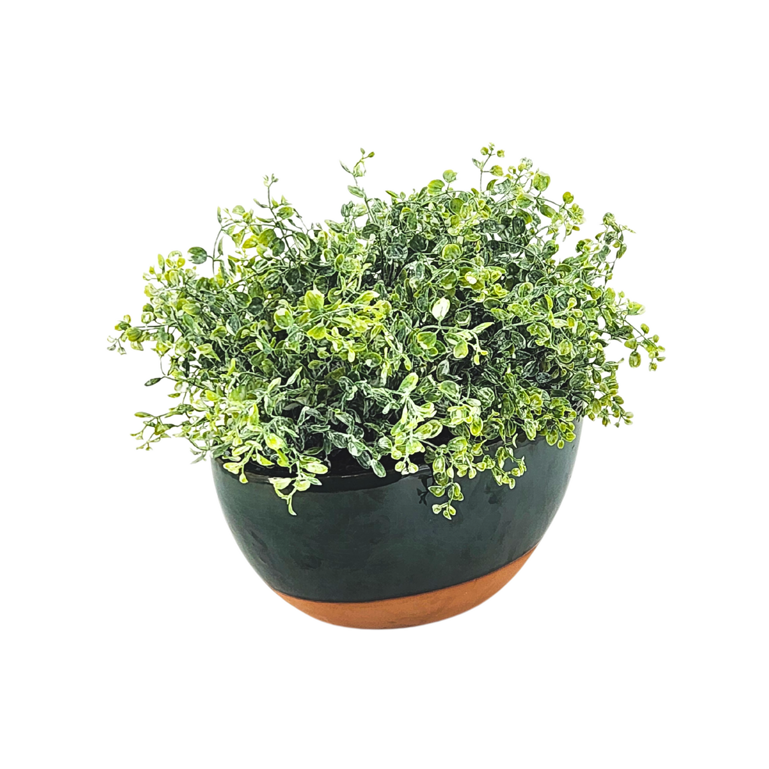 Green potted plant with a brown base on a white background