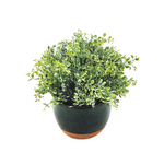 Potted plant with green leaves on a white background