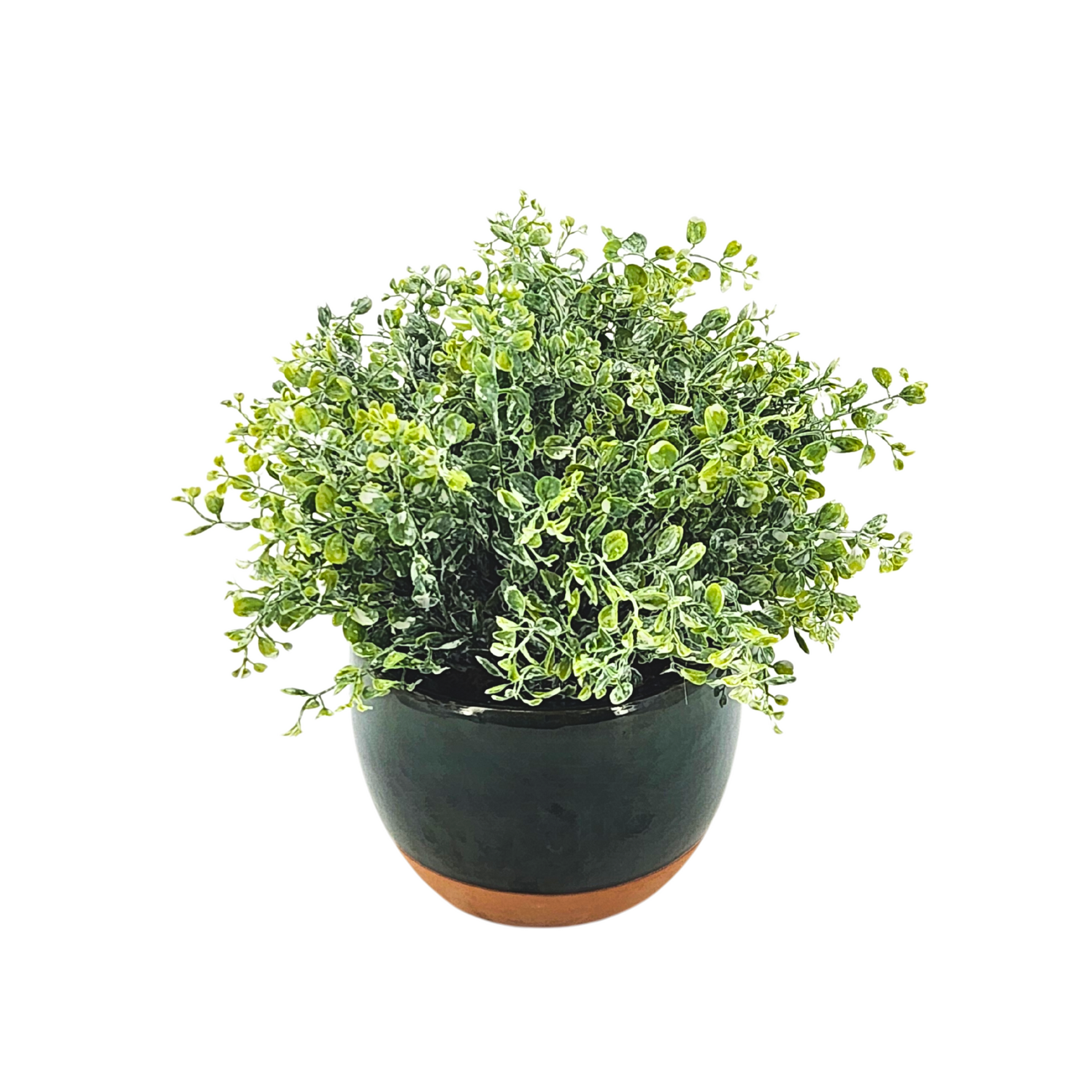 Potted plant with green leaves on a white background