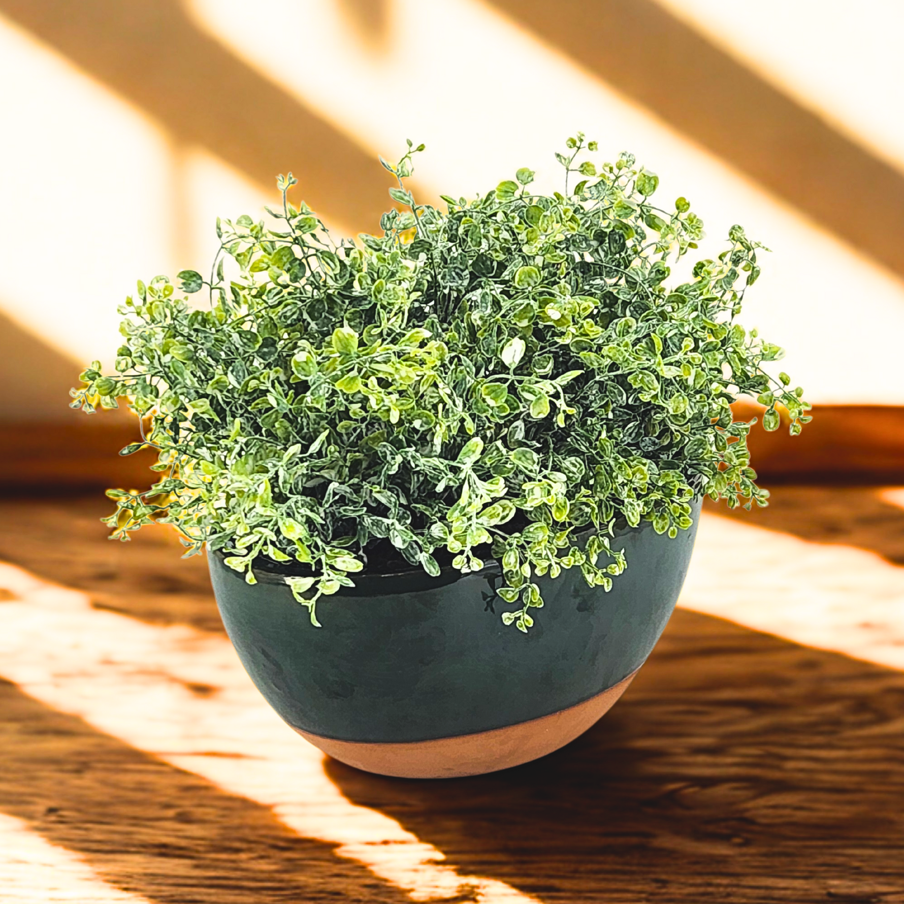 Green potted plant on a wooden surface with sunlight casting shadows