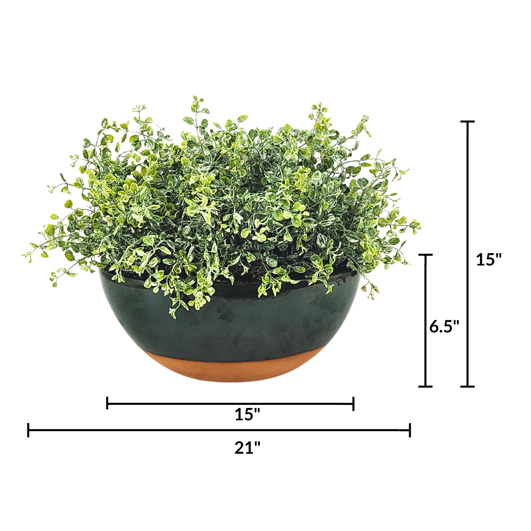 Potted plant with dimensions labeled on a white background
