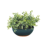 Green potted plant in a dark green pot on a white background