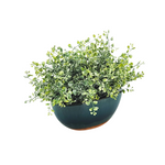 Green potted plant in a dark green pot on a white background