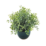 Green potted plant with dimensions labeled on a white background