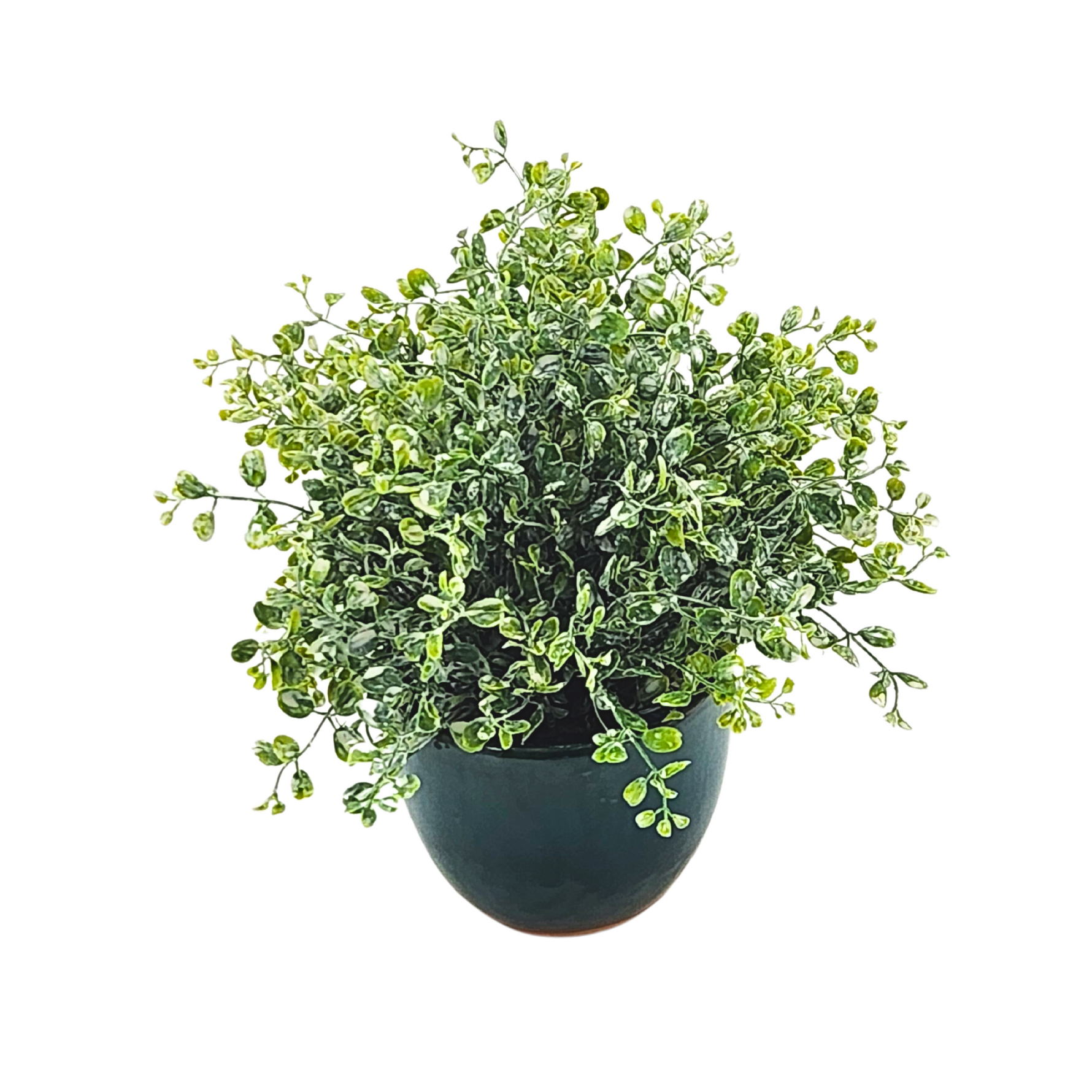 Green potted plant with dimensions labeled on a white background