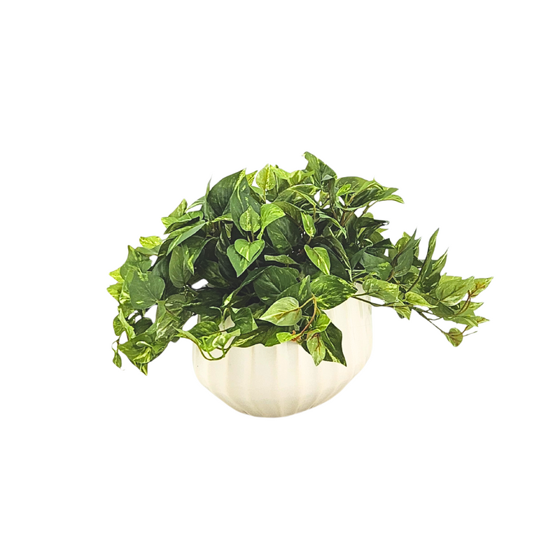 Artificial green plant in a white pot on a white background