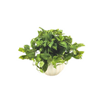 Artificial green plant in a white pot on a white background