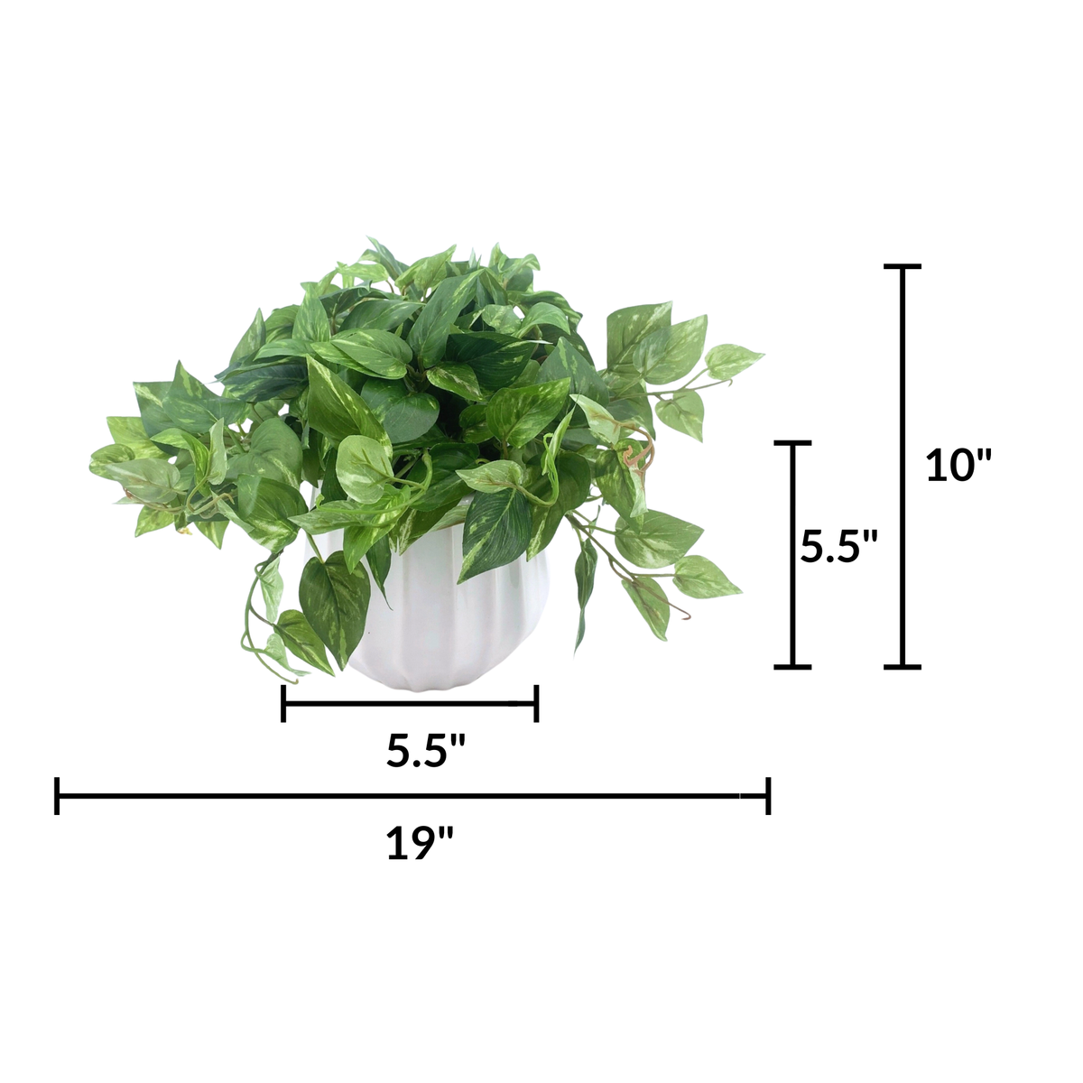 Faux 10" pothos in white prism ceramic against a white background, featuring measurements from the side view, by House of Silk Flowers.