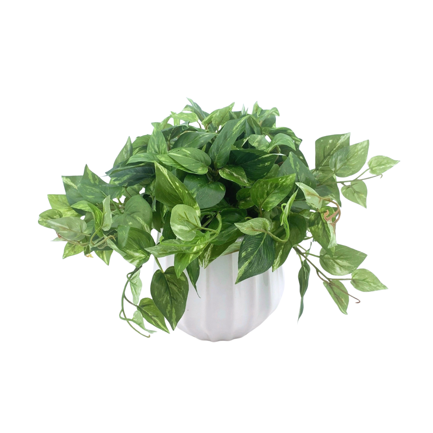 Faux 10" pothos in white prism ceramic against a white background viewed from the side, by House of Silk Flowers.