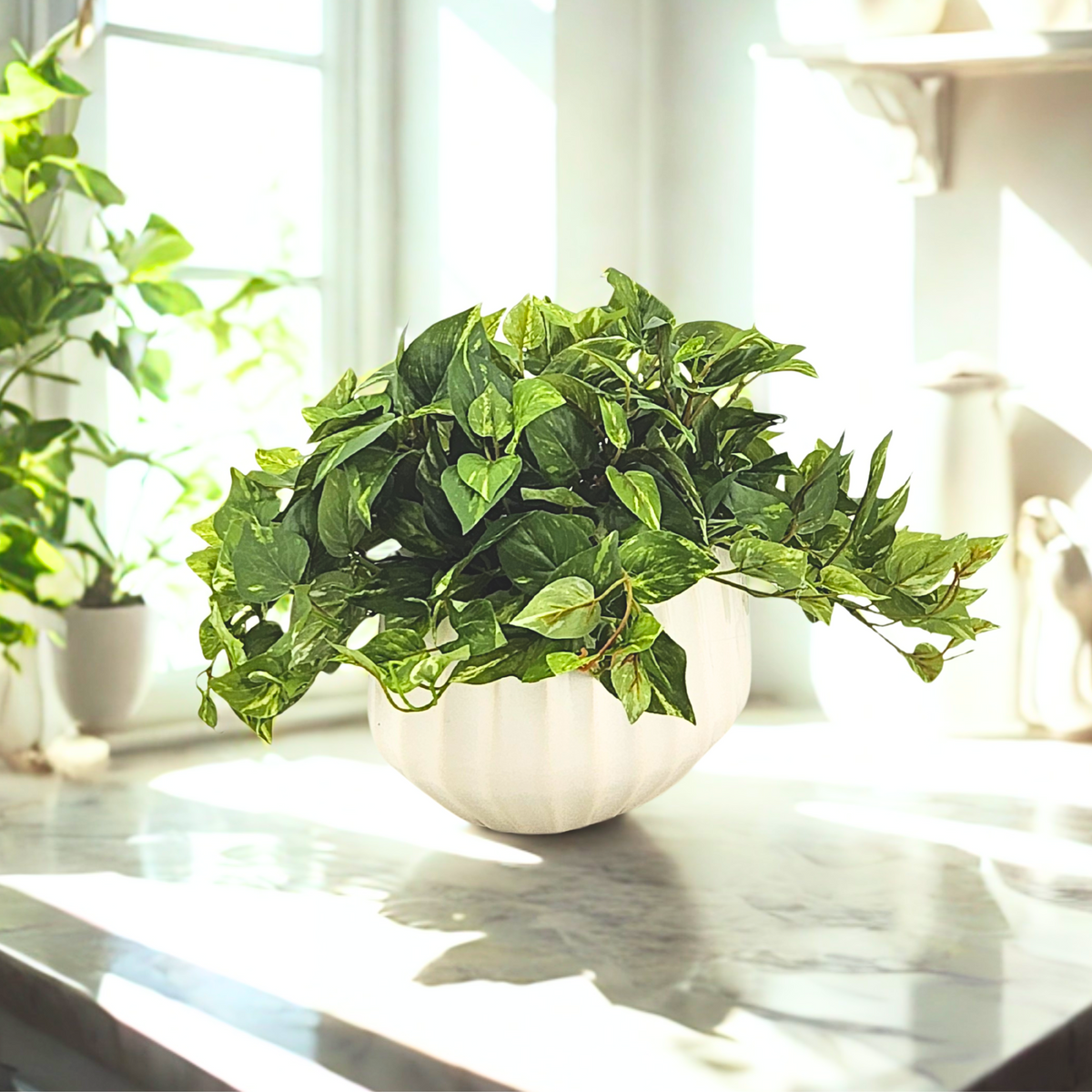 Green potted plant on a marble surface with a blurred background