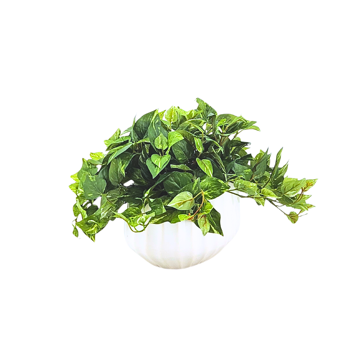 Artificial green plant in a white pot on a white background by House of Silk Flowers
